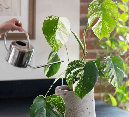 watering monstera plant 1