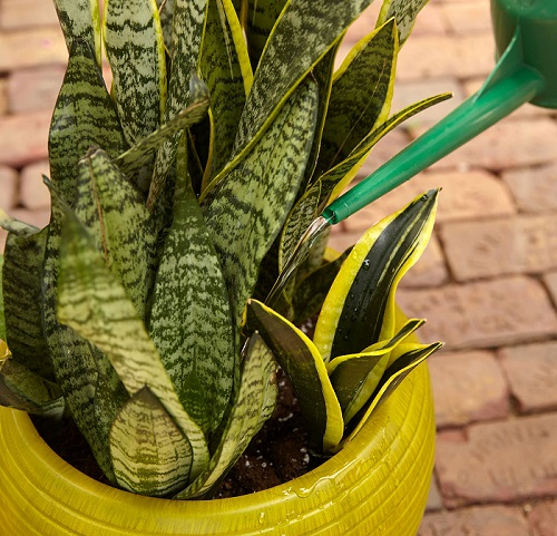 Things Snake Plants Hate that Most People Still Do 2