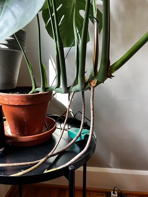 impact of not using moss poole for monstera 1