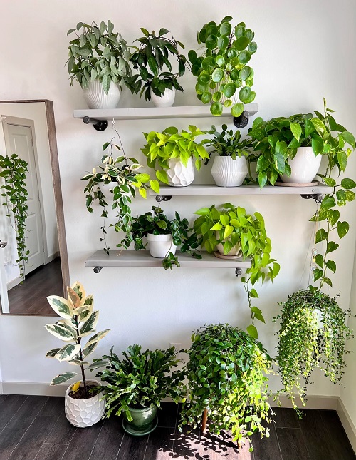 indoor plants White Backgrounds